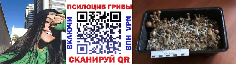 Галлюциногенные грибы Psilocybine cubensis  Туран 